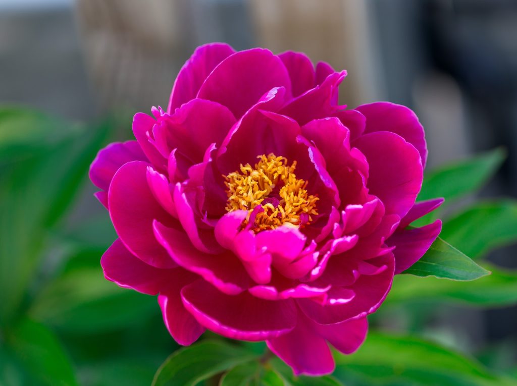 Dark pink peony flower growing in the garden, horizontal, closeup