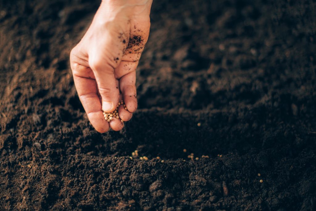 Hand growing seeds on sowing soil. Background with copy space. Agriculture, organic gardening